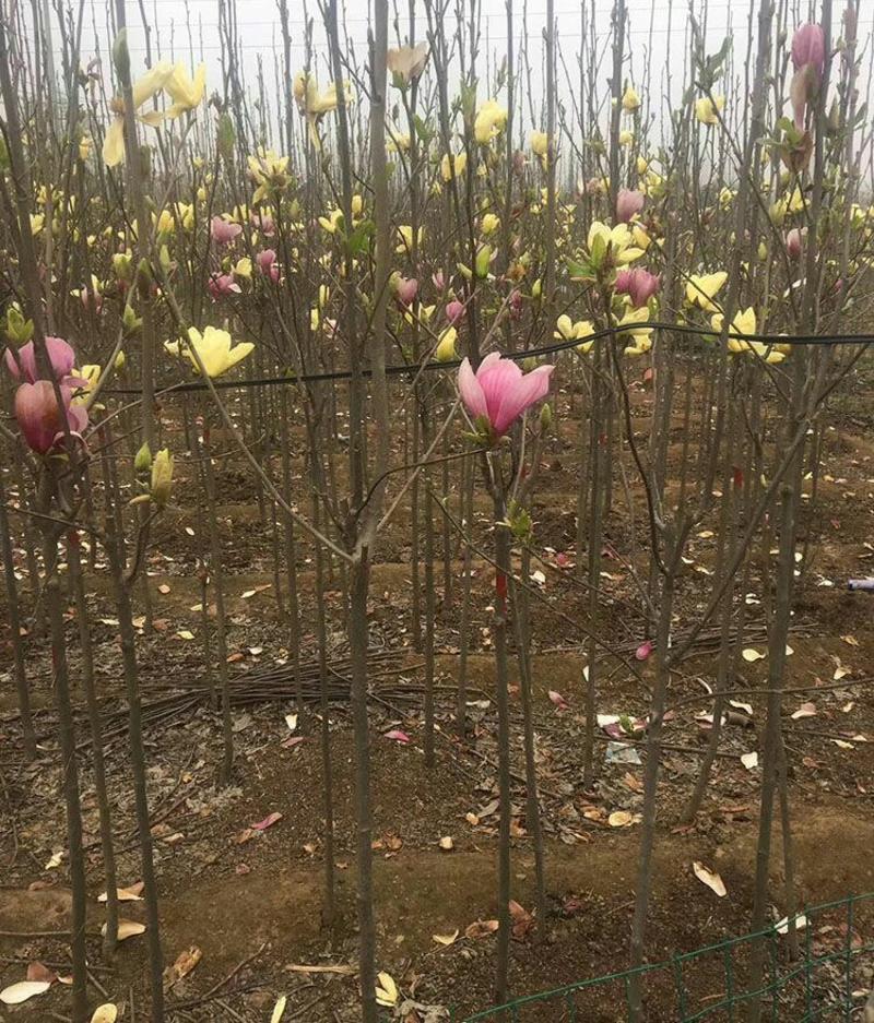 紫白黄红玉兰2公分19.9元耐寒耐冻庭院别墅南北方栽种
