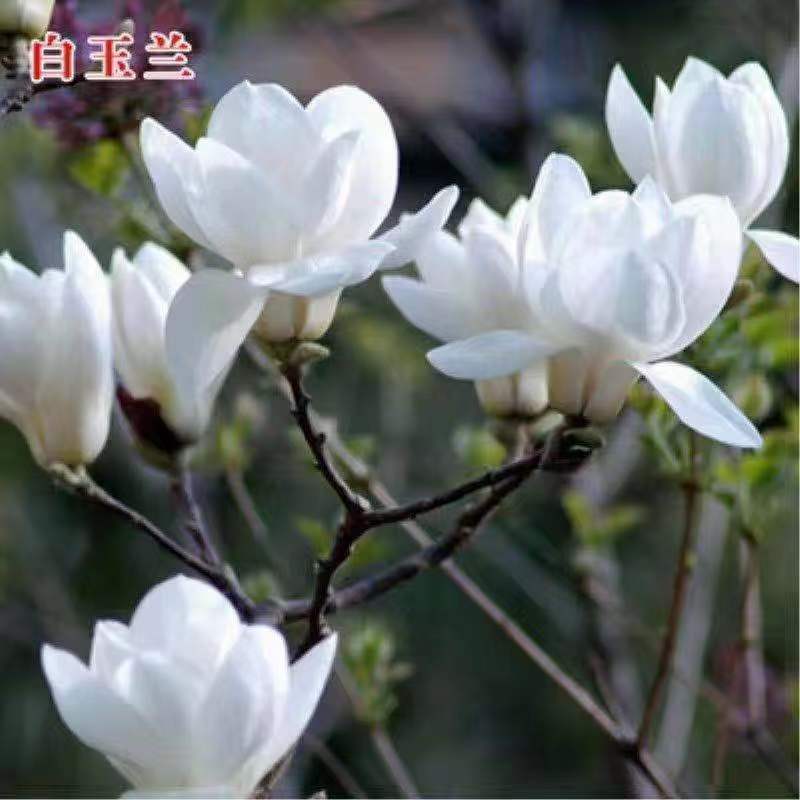 紫白黄红玉兰2公分19.9元耐寒耐冻庭院别墅南北方栽种