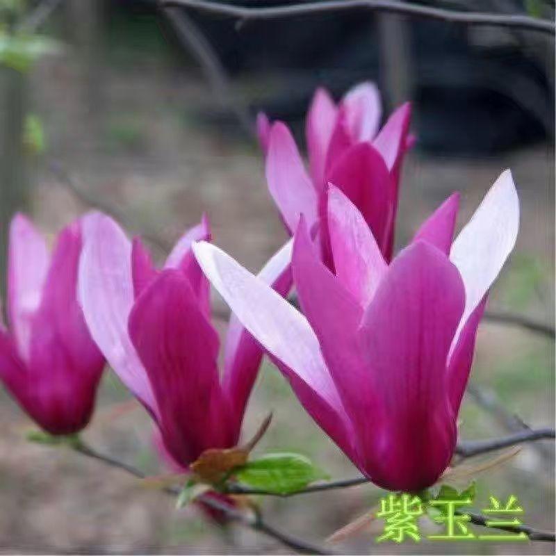 8公分粗紫玉兰树苗庭院别墅栽种