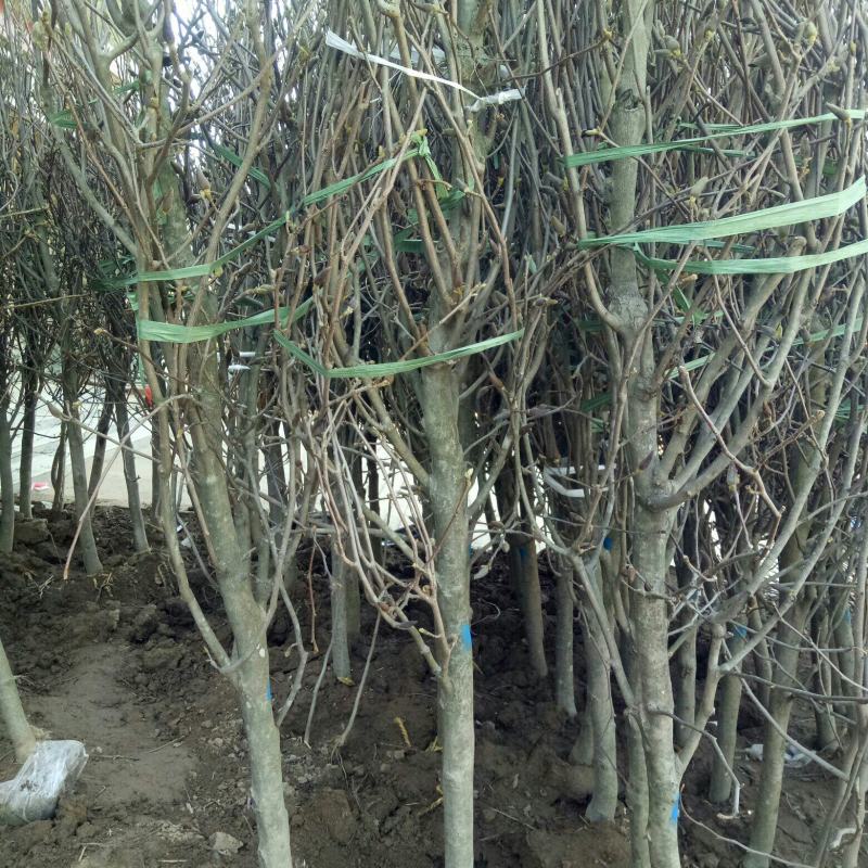 8公分粗紫玉兰树苗庭院别墅栽种
