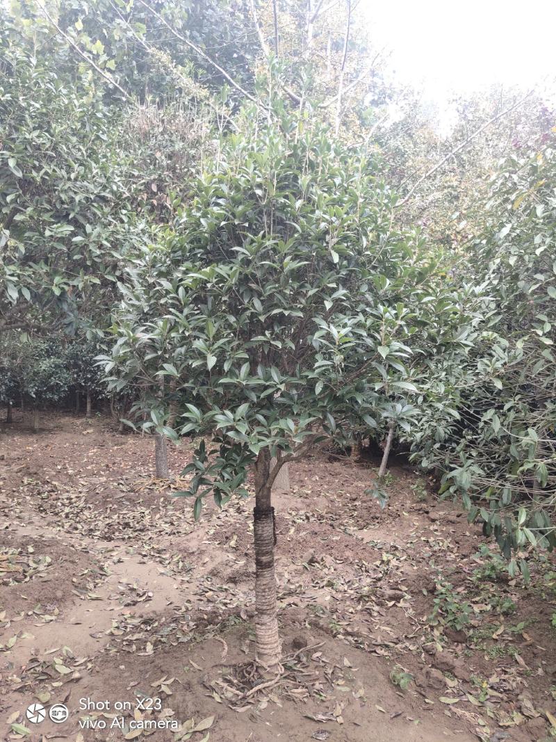 桂花四季常青花开飘香万里