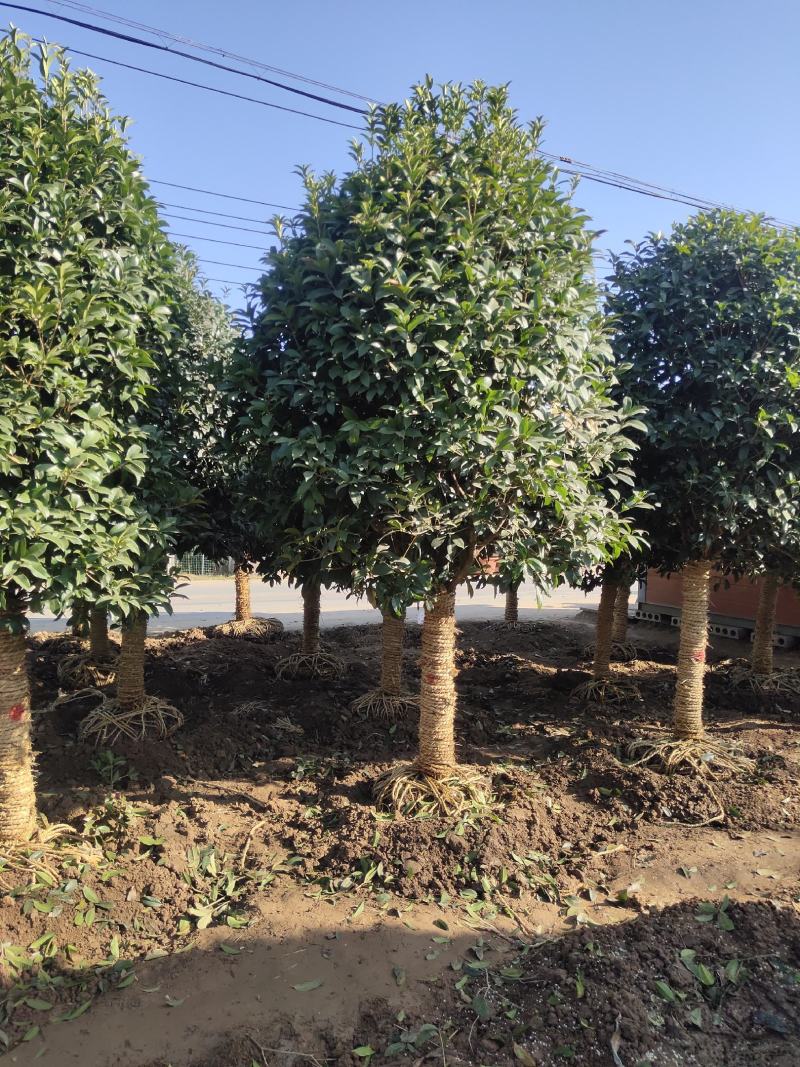 桂花四季常青花开飘香万里