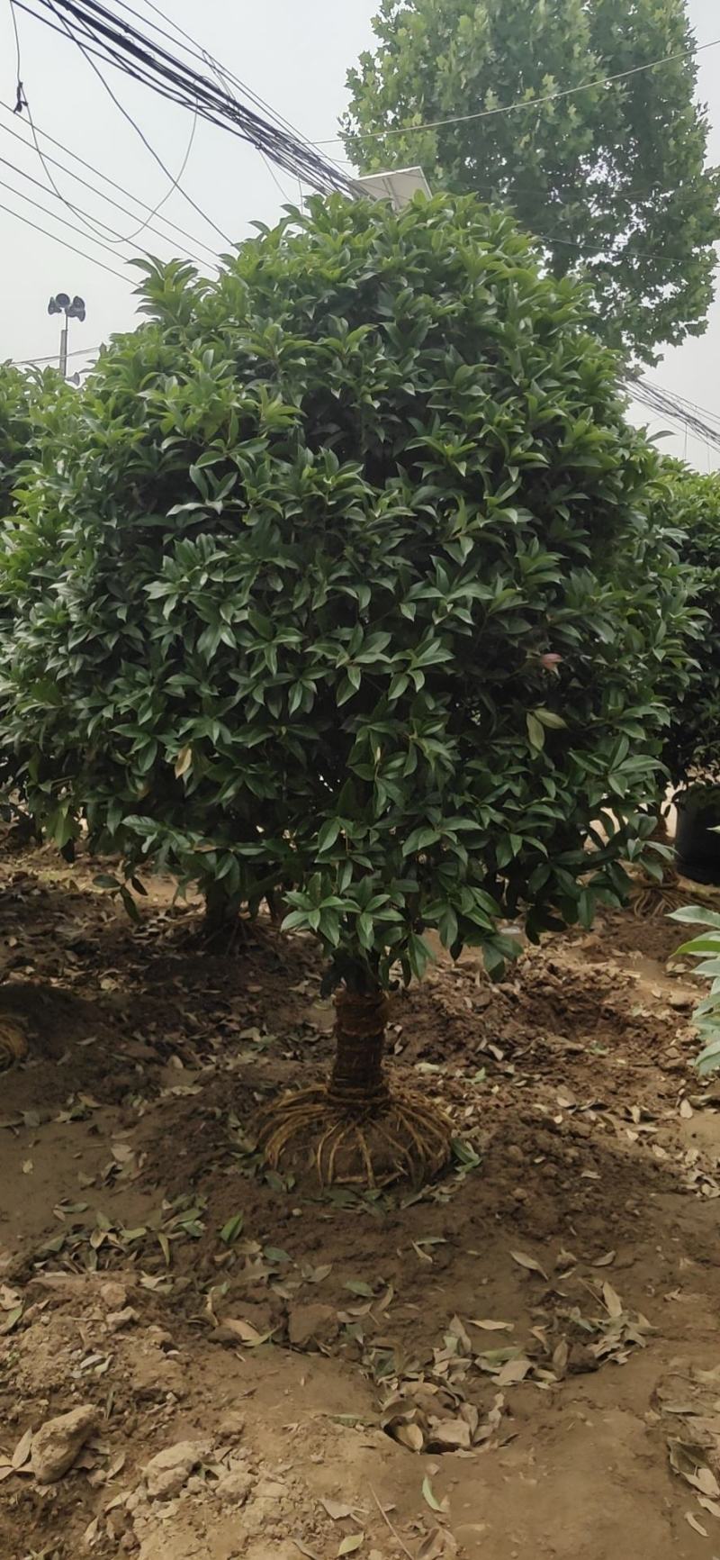 桂花四季常青花开飘香万里