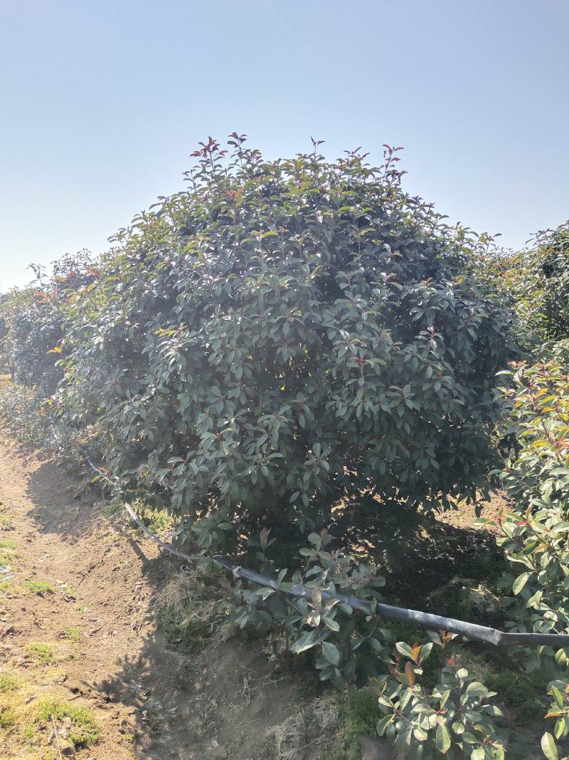 桂花四季常青花开飘香万里