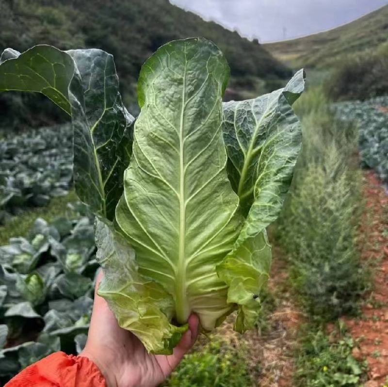 牛心甘蓝（基地一手货源，货源充足）