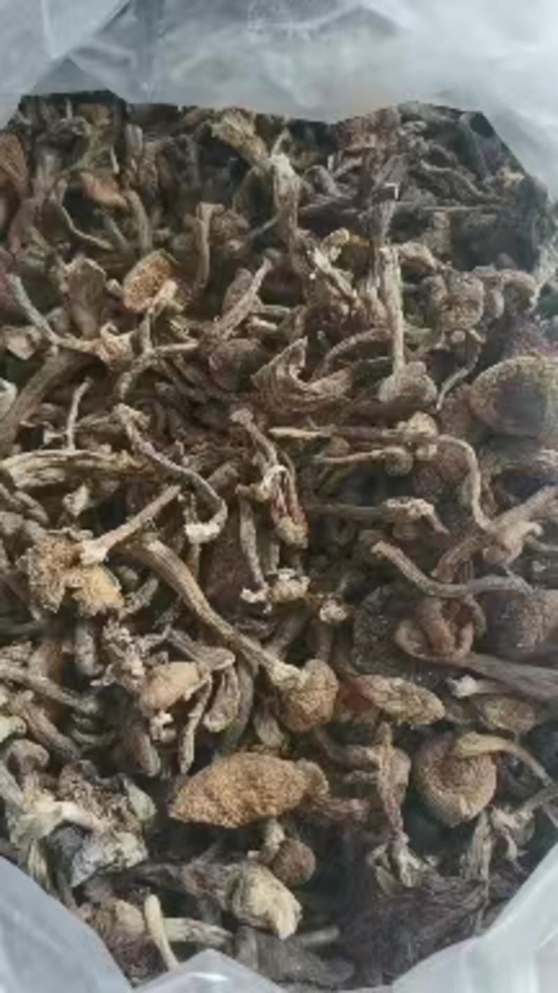 榛蘑东北山珍特产干蘑菇菌菇批发源头产地榛蘑丁榛蘑新货