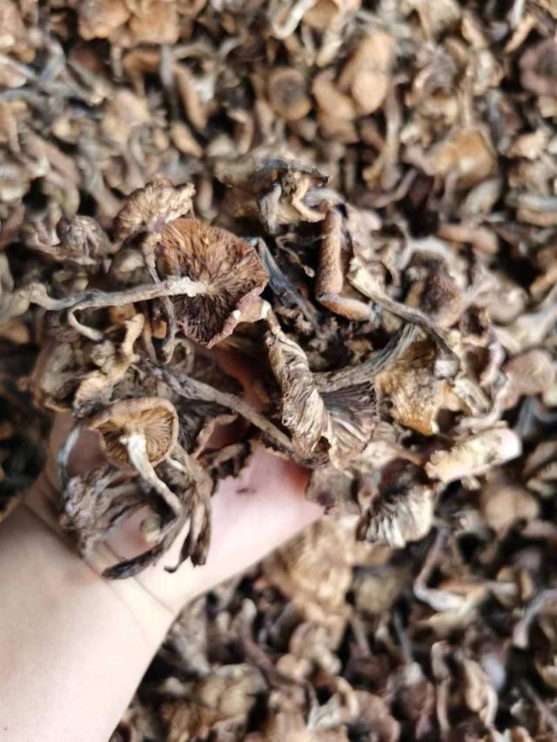 榛蘑东北山珍特产干蘑菇菌菇批发源头产地榛蘑丁榛蘑新货