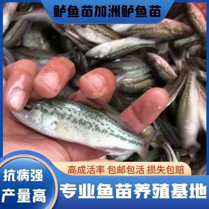 鲈鱼苗加州鲈鱼苗大中小规格齐全抗病能力强