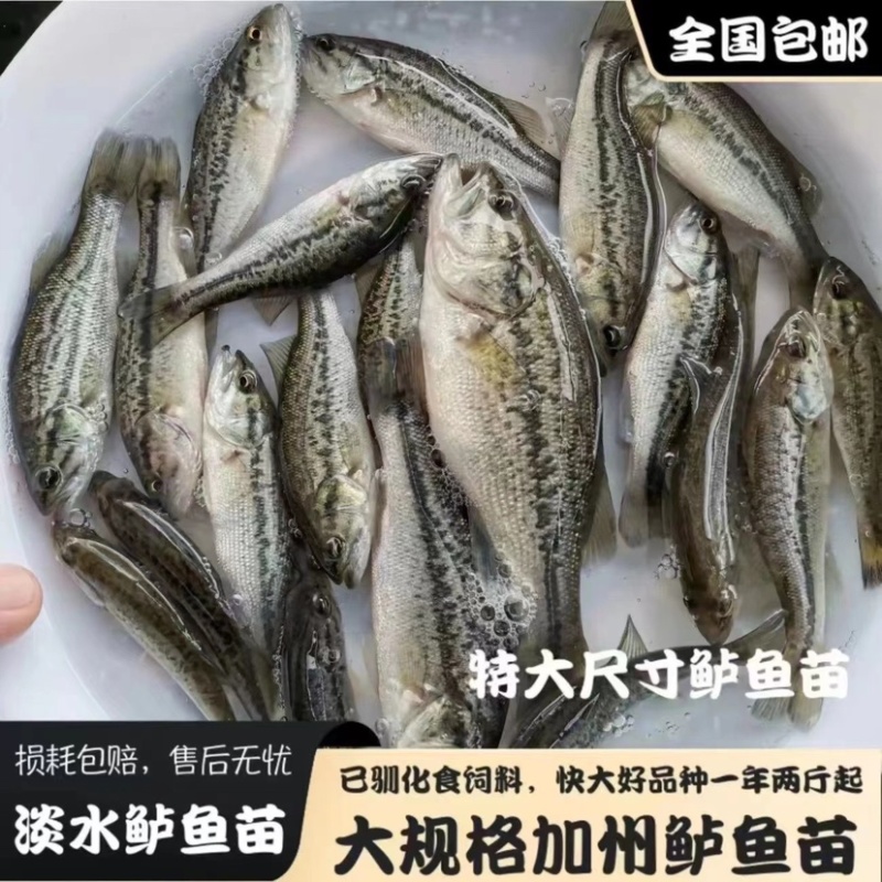 鲈鱼苗加州鲈鱼苗大中小规格齐全抗病能力强