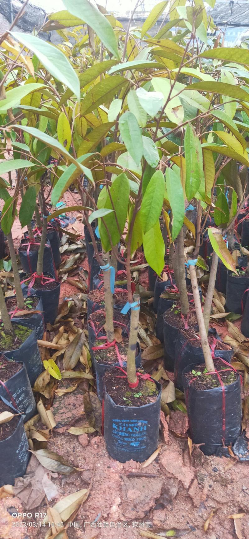 金枕榴莲苗，黑刺榴莲苗，猫山王榴莲苗