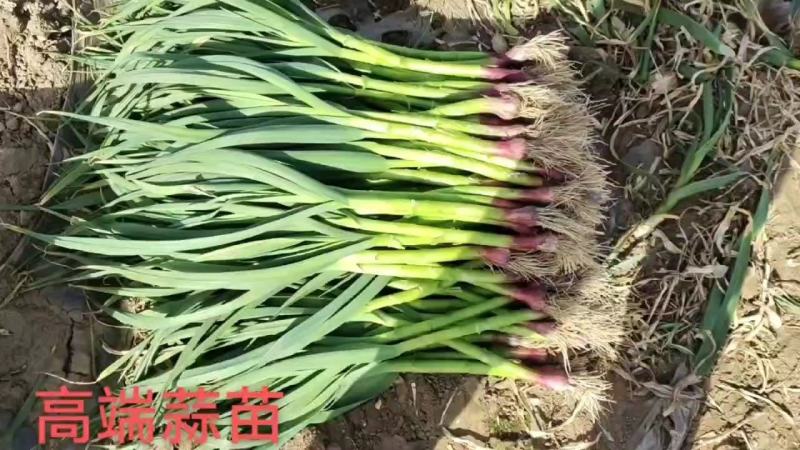 精品红根蒜苗大量有货需要的联系