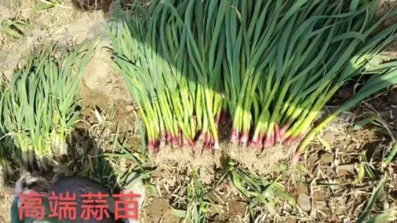 精品红根蒜苗大量有货需要的联系