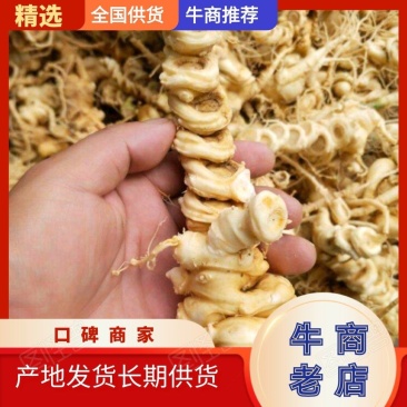 竹节参竹节三七竹根七高山人参量大从优产地发货