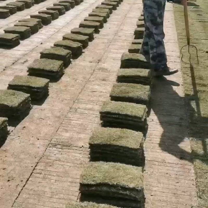 草坪草马尼拉草坪基地直供量大优惠全国发货来电咨询