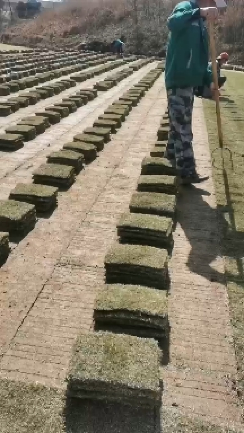 草坪草马尼拉草坪基地直供量大优惠全国发货来电咨询