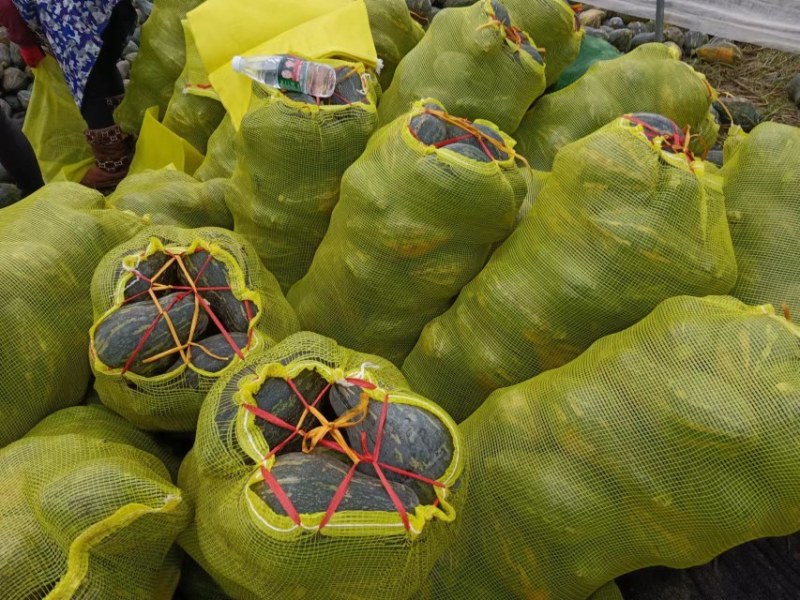 精品香芋南瓜大量上市，香味十足够粉，诚信经营有回头车