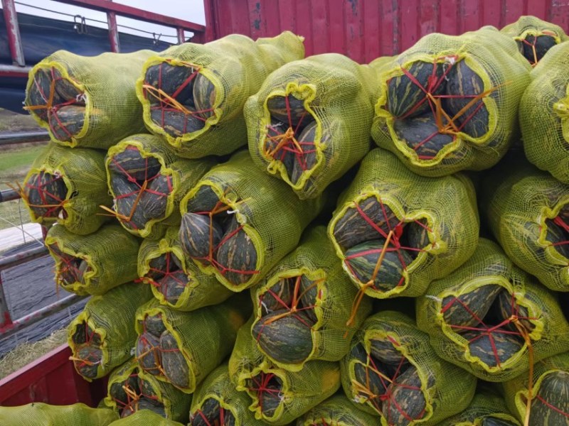 精品香芋南瓜大量上市，香味十足够粉，诚信经营有回头车