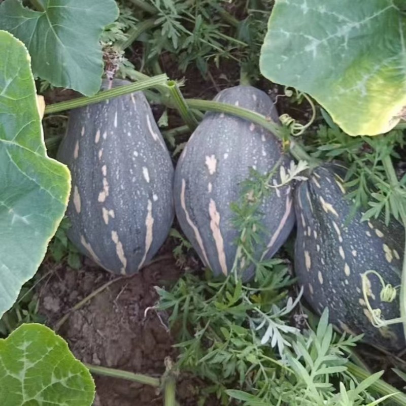 精品香芋南瓜大量上市，香味十足够粉，诚信经营有回头车
