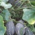精品香芋南瓜大量上市，香味十足够粉，诚信经营有回头车
