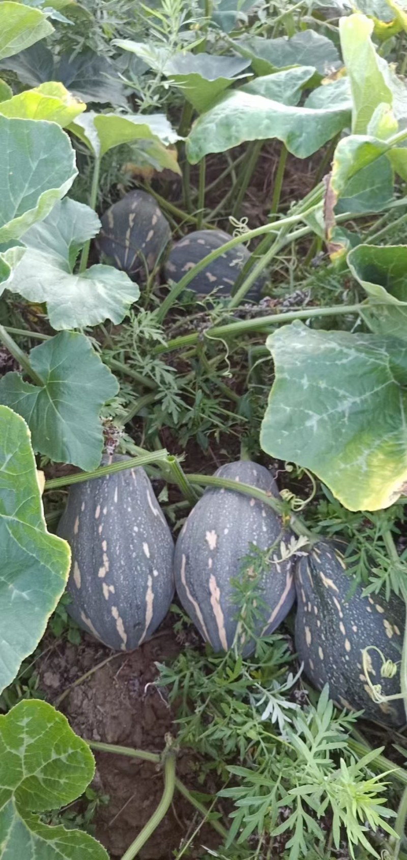 精品香芋南瓜大量上市，香味十足够粉，诚信经营有回头车
