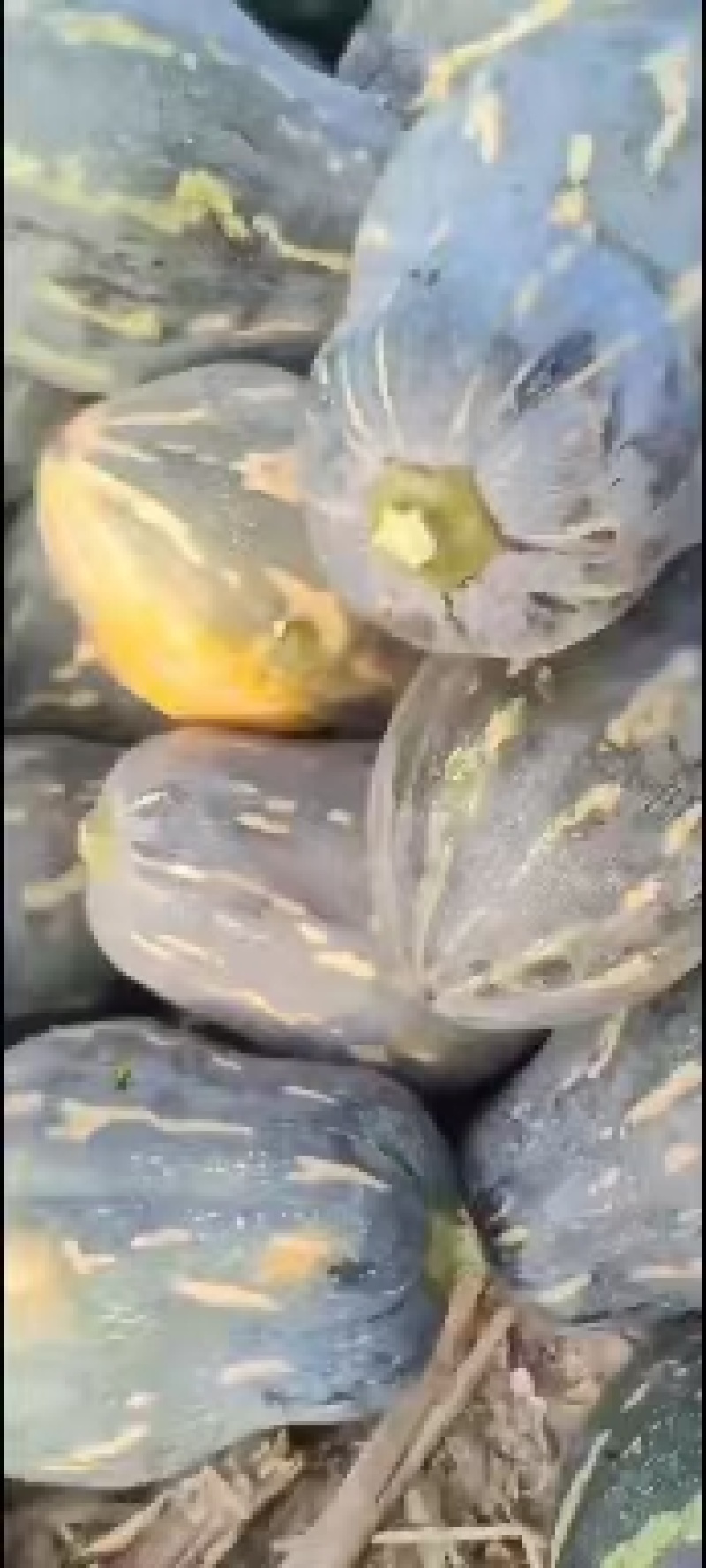 精品香芋南瓜大量上市，香味十足够粉，诚信经营有回头车