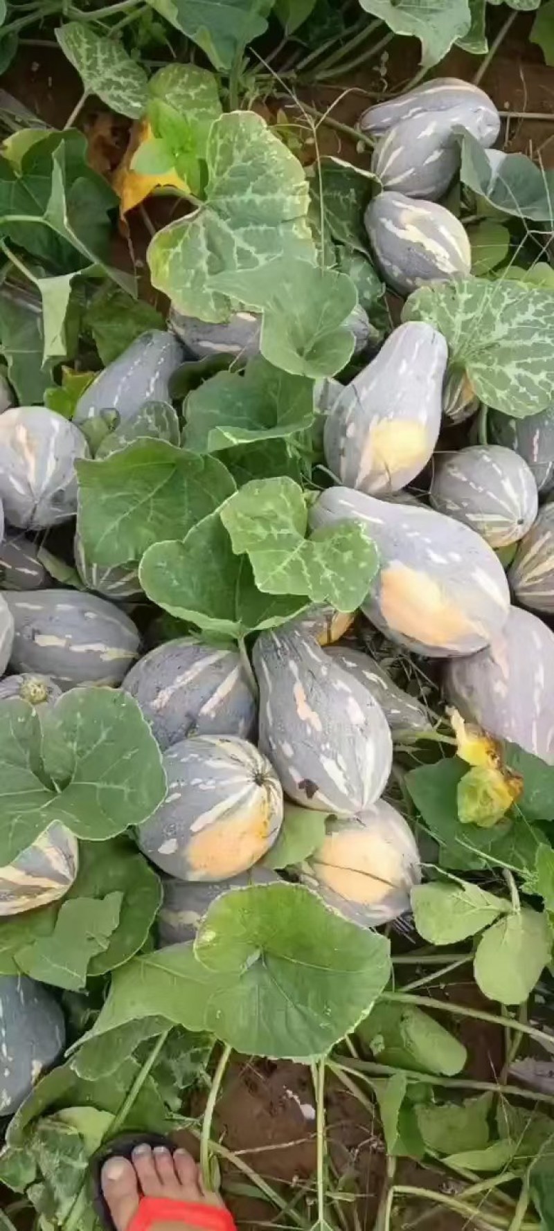 精品香芋南瓜大量上市，香味十足够粉，诚信经营有回头车