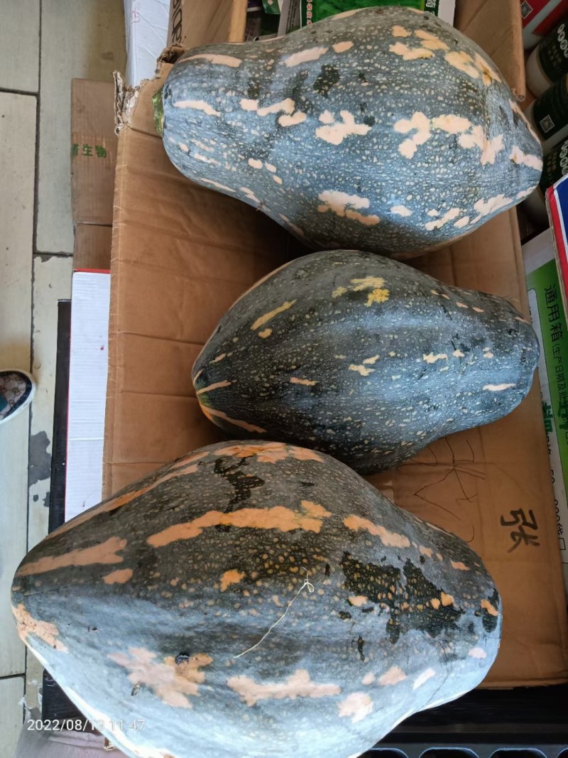 精品香芋南瓜大量上市，香味十足够粉，诚信经营有回头车