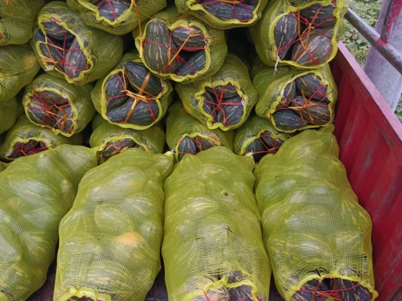 精品香芋南瓜大量上市，香味十足够粉，诚信经营有回头车