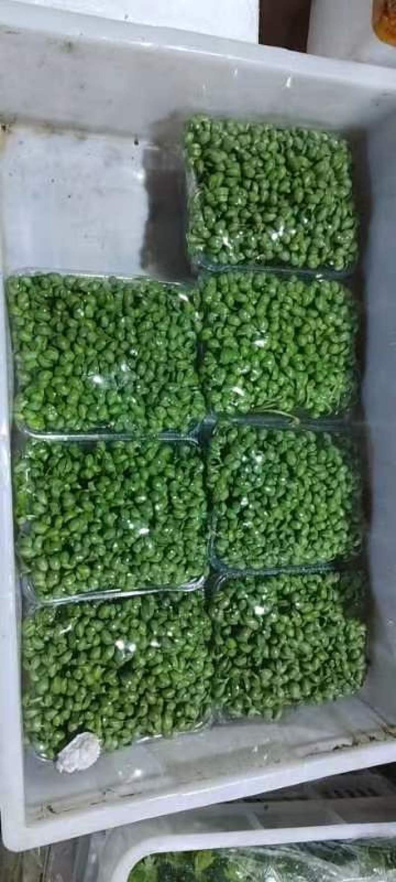 各种芽苗菜，豆苗常年稳定供应
