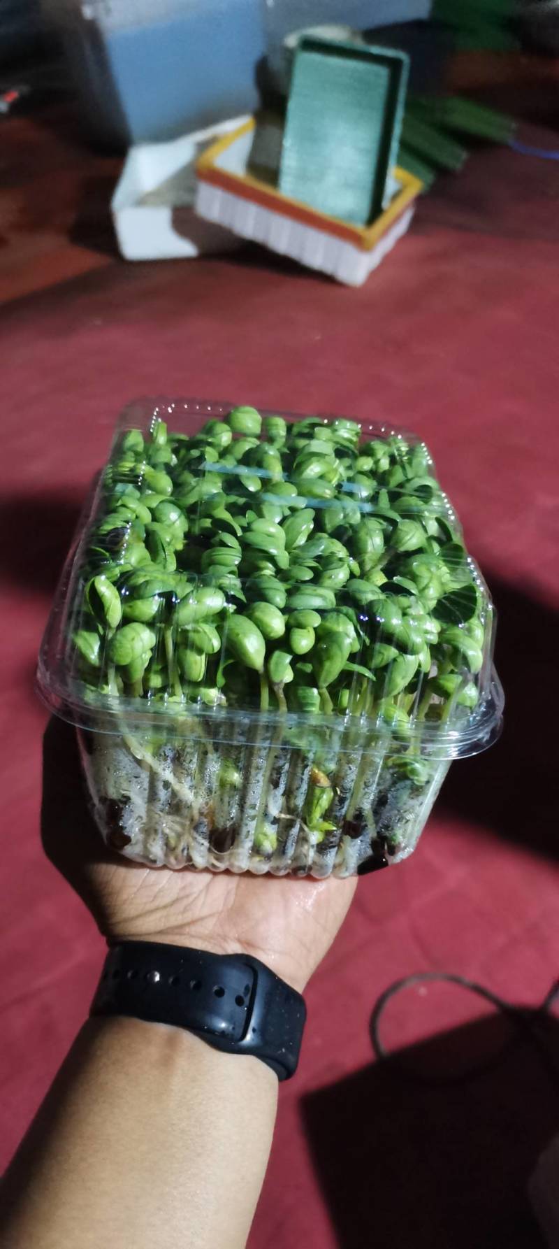 各种芽苗菜，豆苗常年稳定供应