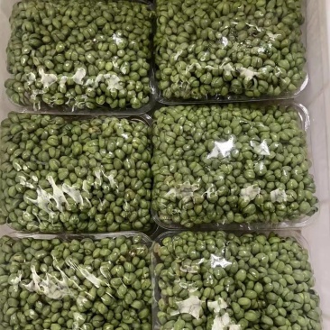 各种芽苗菜，豆苗常年稳定供应