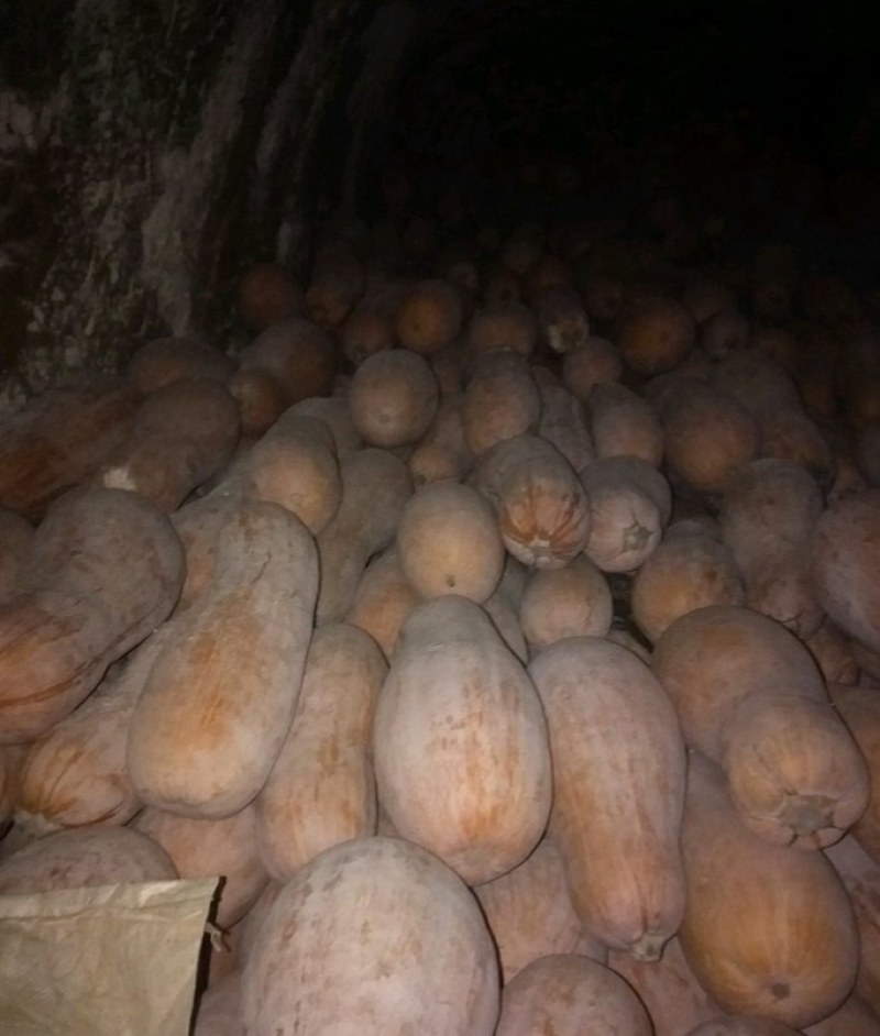 密本南瓜