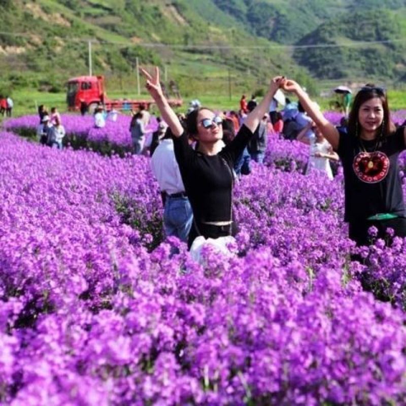 蓝香芥种子，易活花卉种子彩色油菜花花籽庭院盆栽苗景观花海