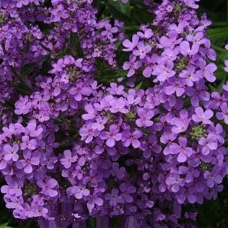 蓝香芥种子，易活花卉种子彩色油菜花花籽庭院盆栽苗景观花海