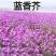 蓝香芥种子，易活花卉种子彩色油菜花花籽庭院盆栽苗景观花海