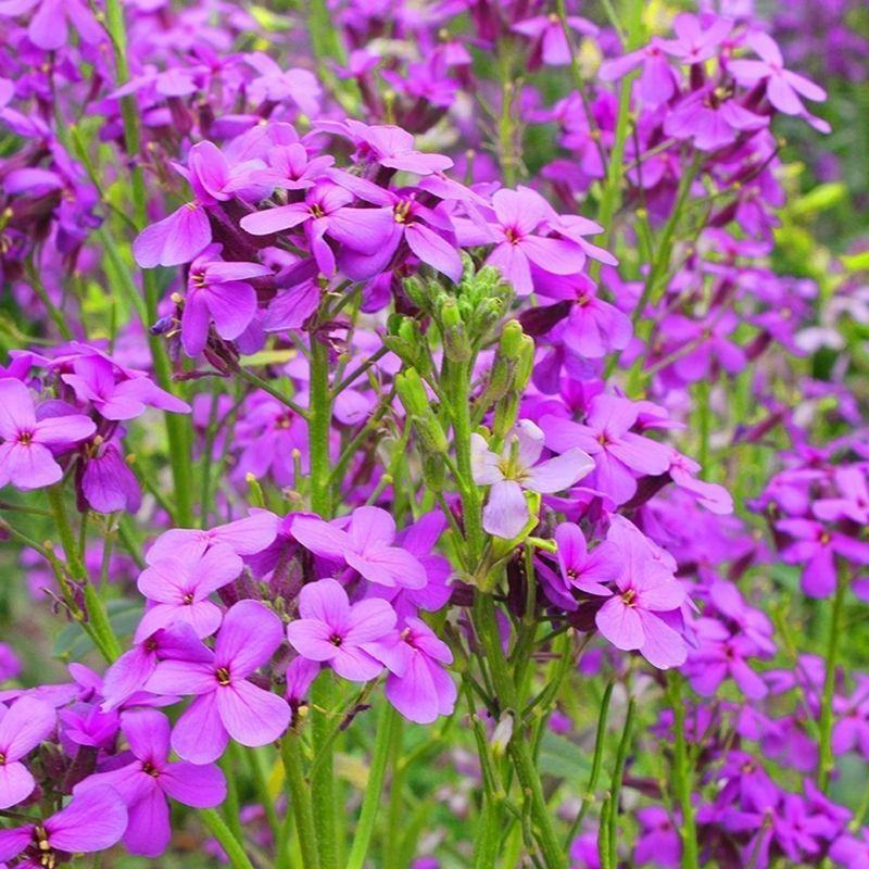蓝香芥种子，易活花卉种子彩色油菜花花籽庭院盆栽苗景观花海