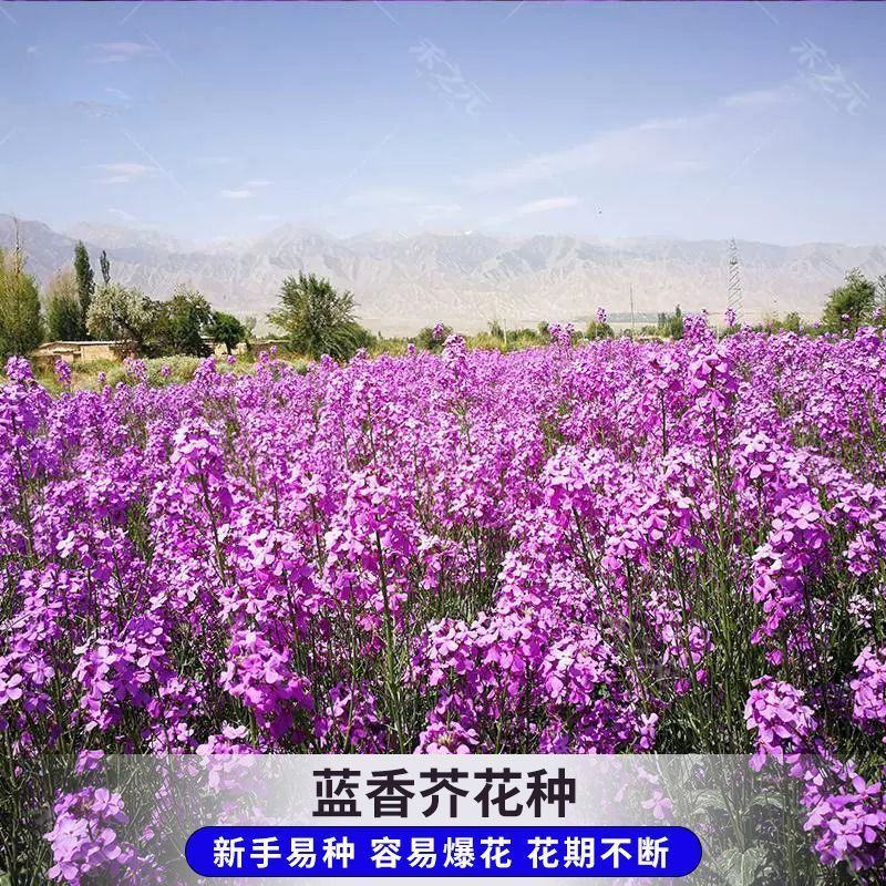 蓝香芥种子，易活花卉种子彩色油菜花花籽庭院盆栽苗景观花海