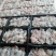 新鲜鳗鱼肉片手工切片河鳗肉鲜活现杀乌耳鳗鱼爆炒火锅食材