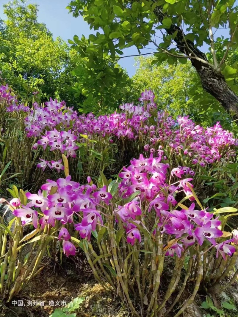 当季新花赤水石斛花茶价格美丽品质保证全国发货