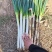 河南大葱，铁杆大葱规模种植，视频看货，线上保障交易