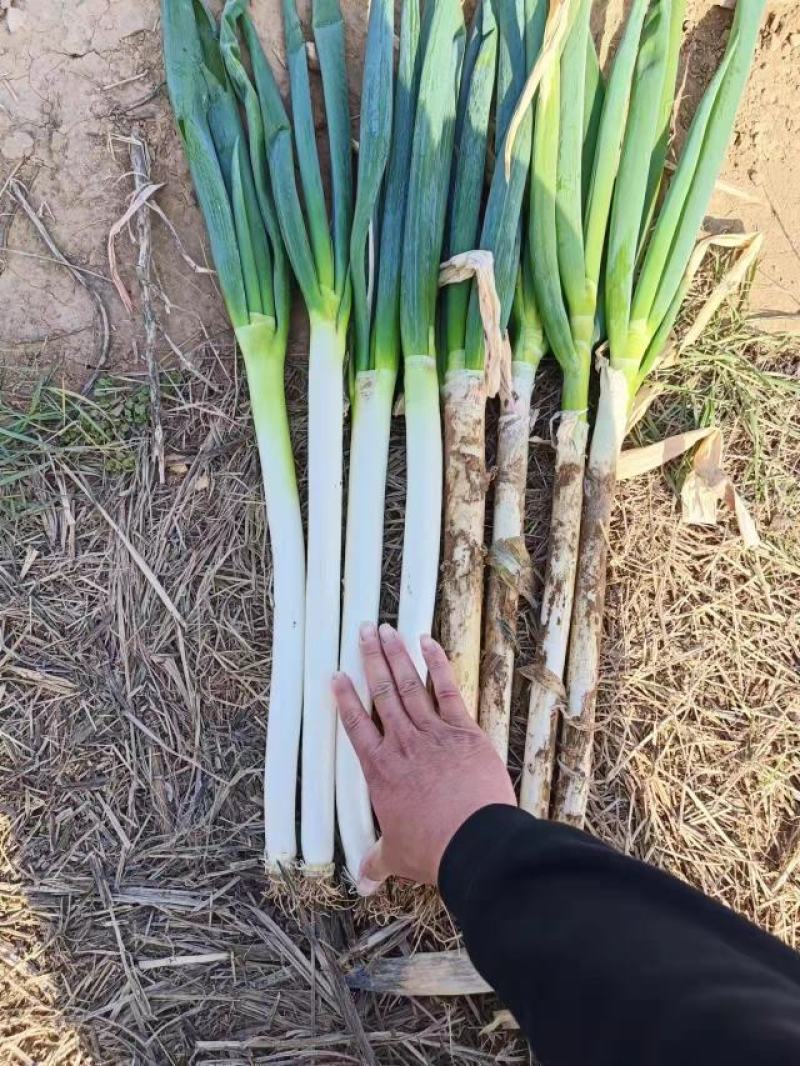 河南大葱，铁杆大葱规模种植，视频看货，线上保障交易