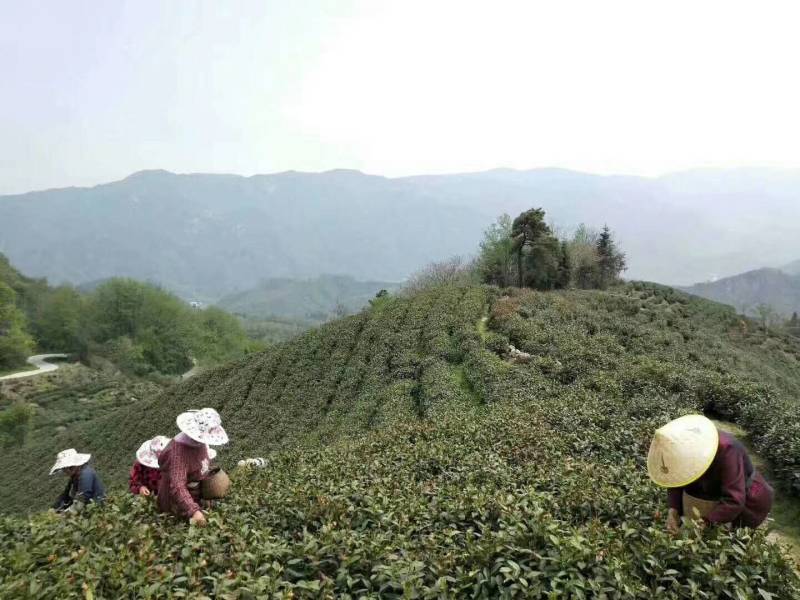 明前雨前特级纯芽，一级特级纯正信阳毛尖，支持视频看货