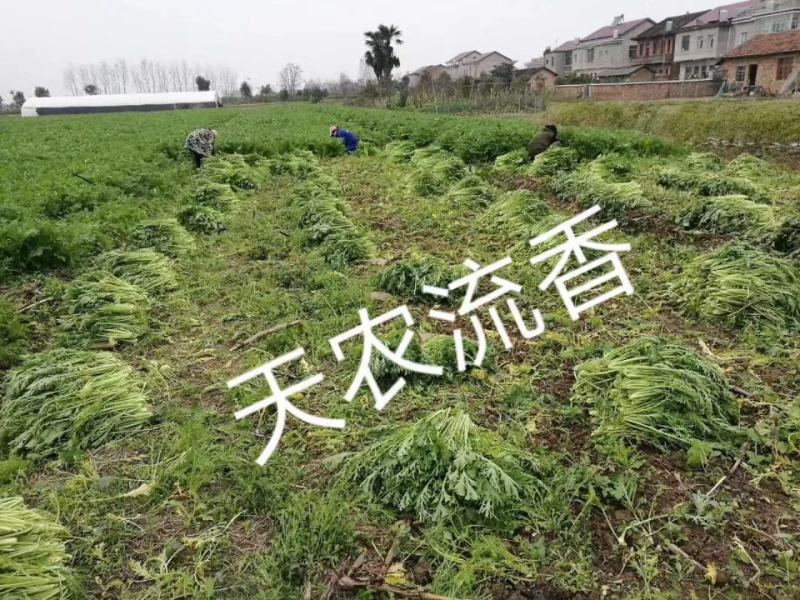 梅干菜