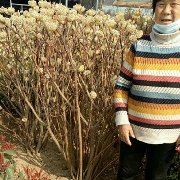 庭院植物结香花苗喜结连理金腰带打结花，梦冬花树苗