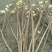 庭院植物结香花苗喜结连理金腰带打结花，梦冬花树苗