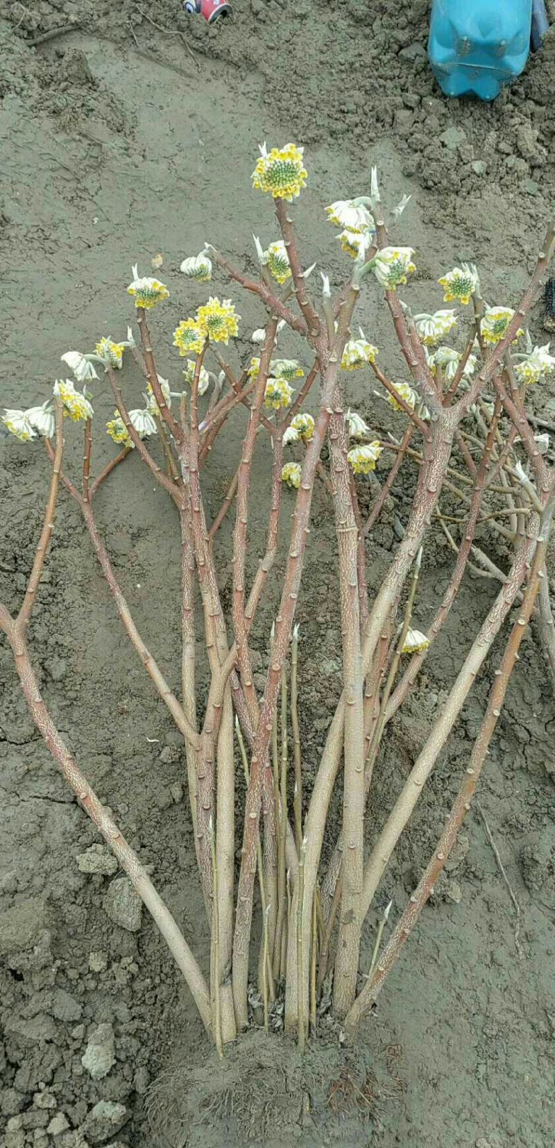 庭院植物结香花苗喜结连理金腰带打结花，梦冬花树苗