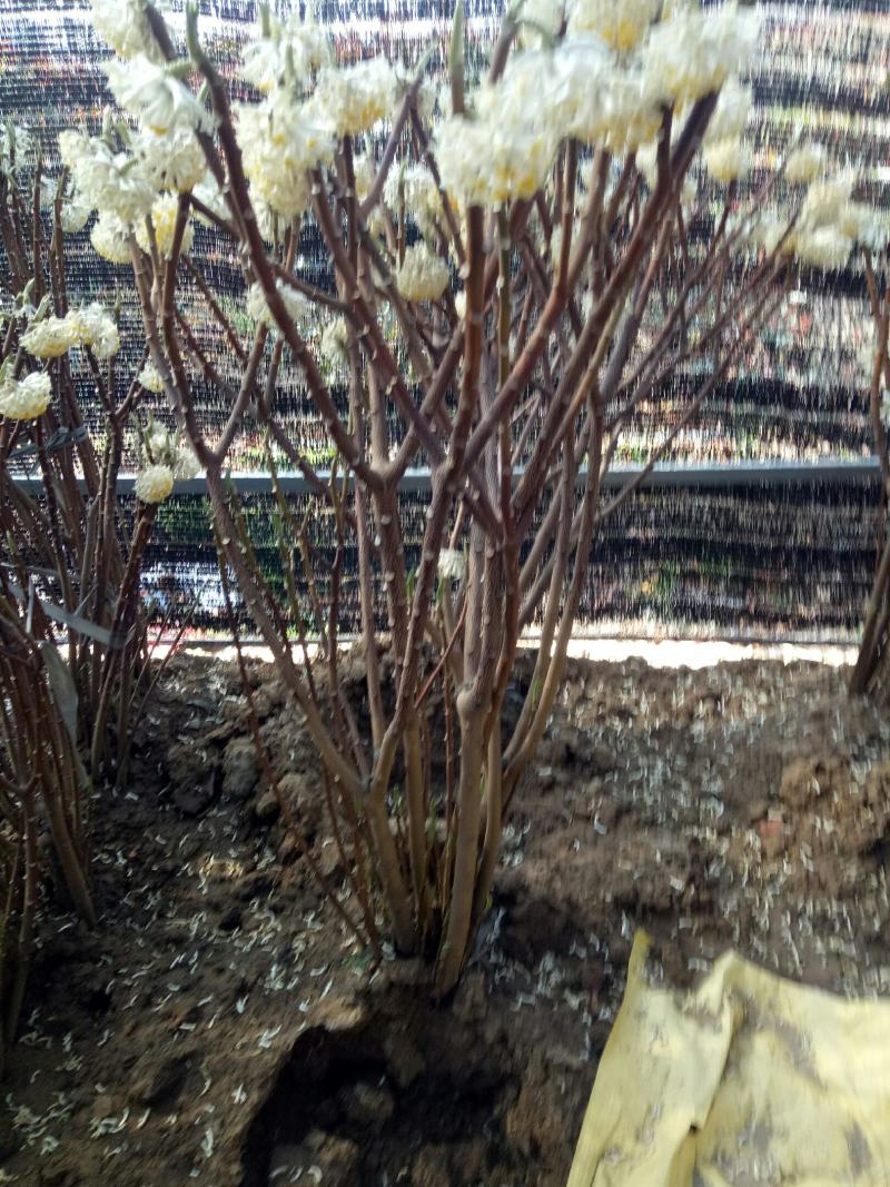 庭院植物结香花苗喜结连理金腰带打结花，梦冬花树苗