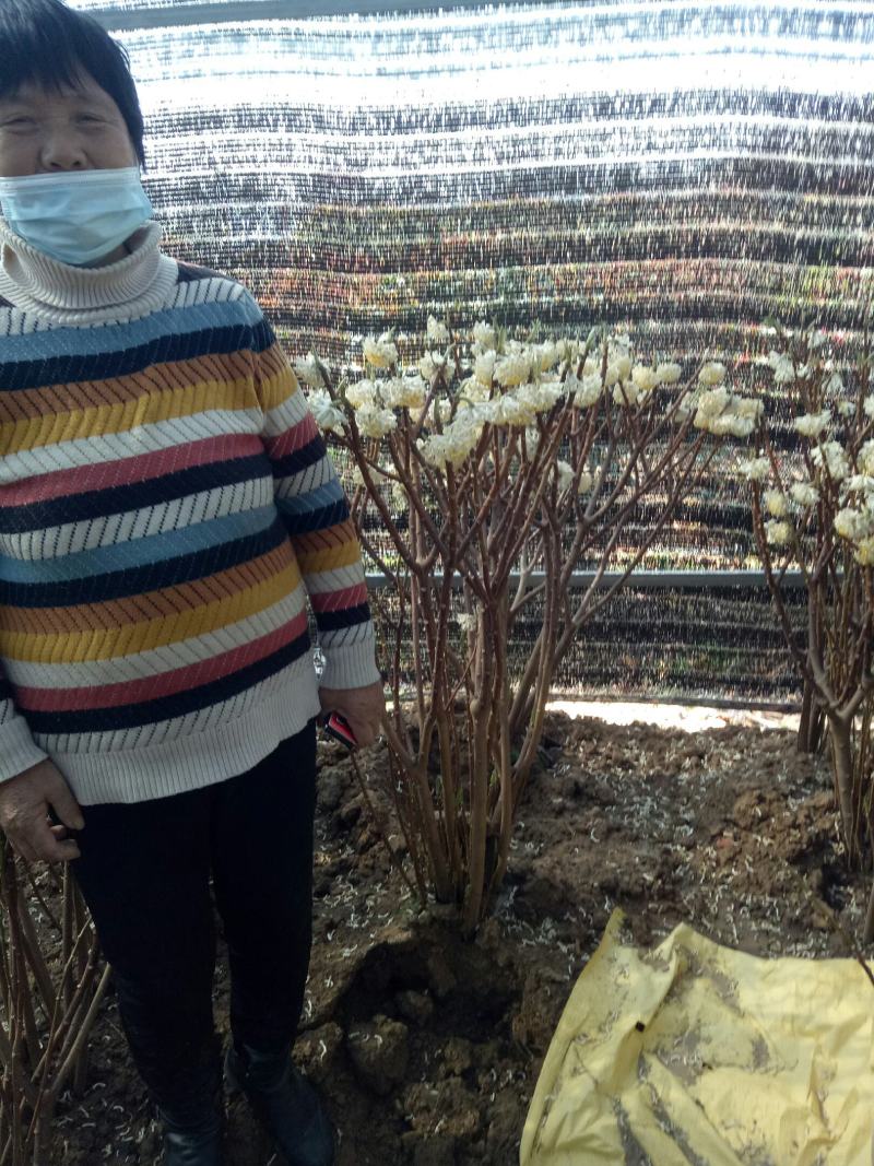 庭院植物结香花苗喜结连理金腰带打结花，梦冬花树苗
