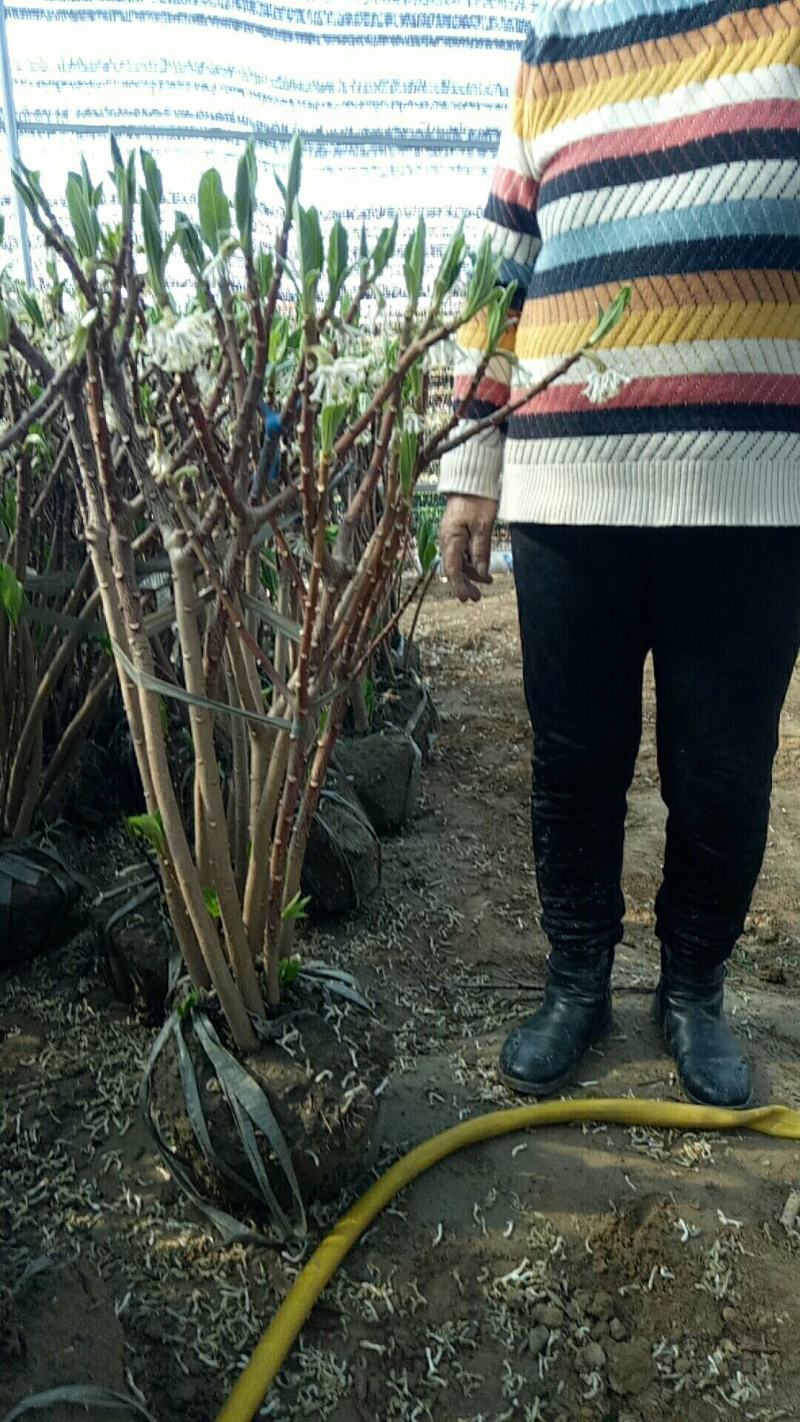 庭院植物结香花苗喜结连理金腰带打结花，梦冬花树苗