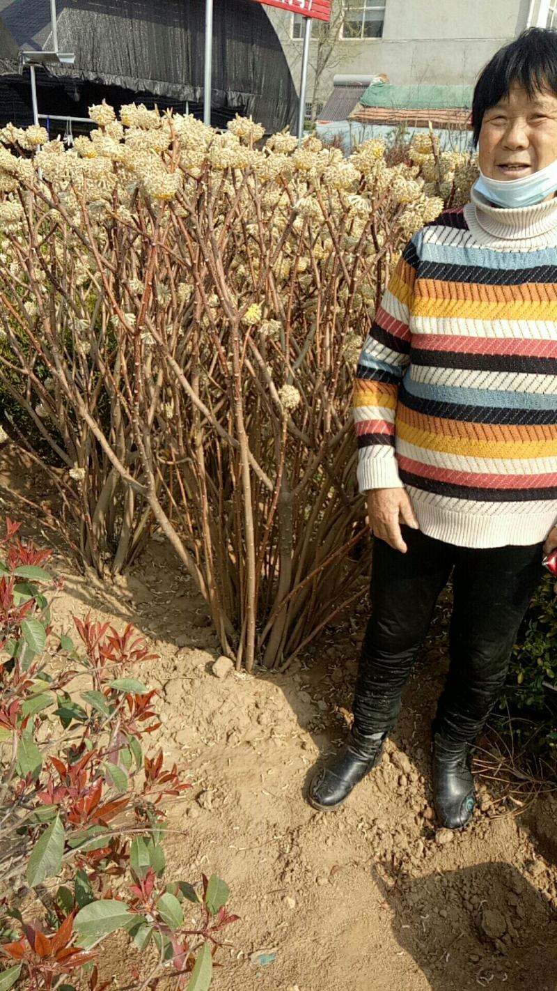 庭院植物结香花苗喜结连理金腰带打结花，梦冬花树苗